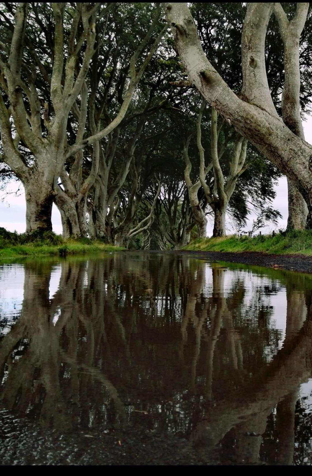 Doughery Den The Dark Hedges Hideaway Armoy Zewnętrze zdjęcie